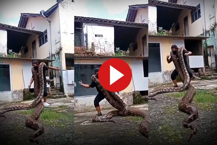 Viral Video: Daring Man Dances With 2 Giant Pythons On His Shoulders. Watch