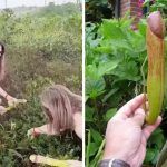 Cambodian Govt Urges People Not to Pluck Rare Penis Plant After Women Pose With It in Viral Video