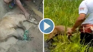 Endangered Sangai Deer That Escaped From Flash Floods Rescued & Treated by Manipuri Villagers | Watch