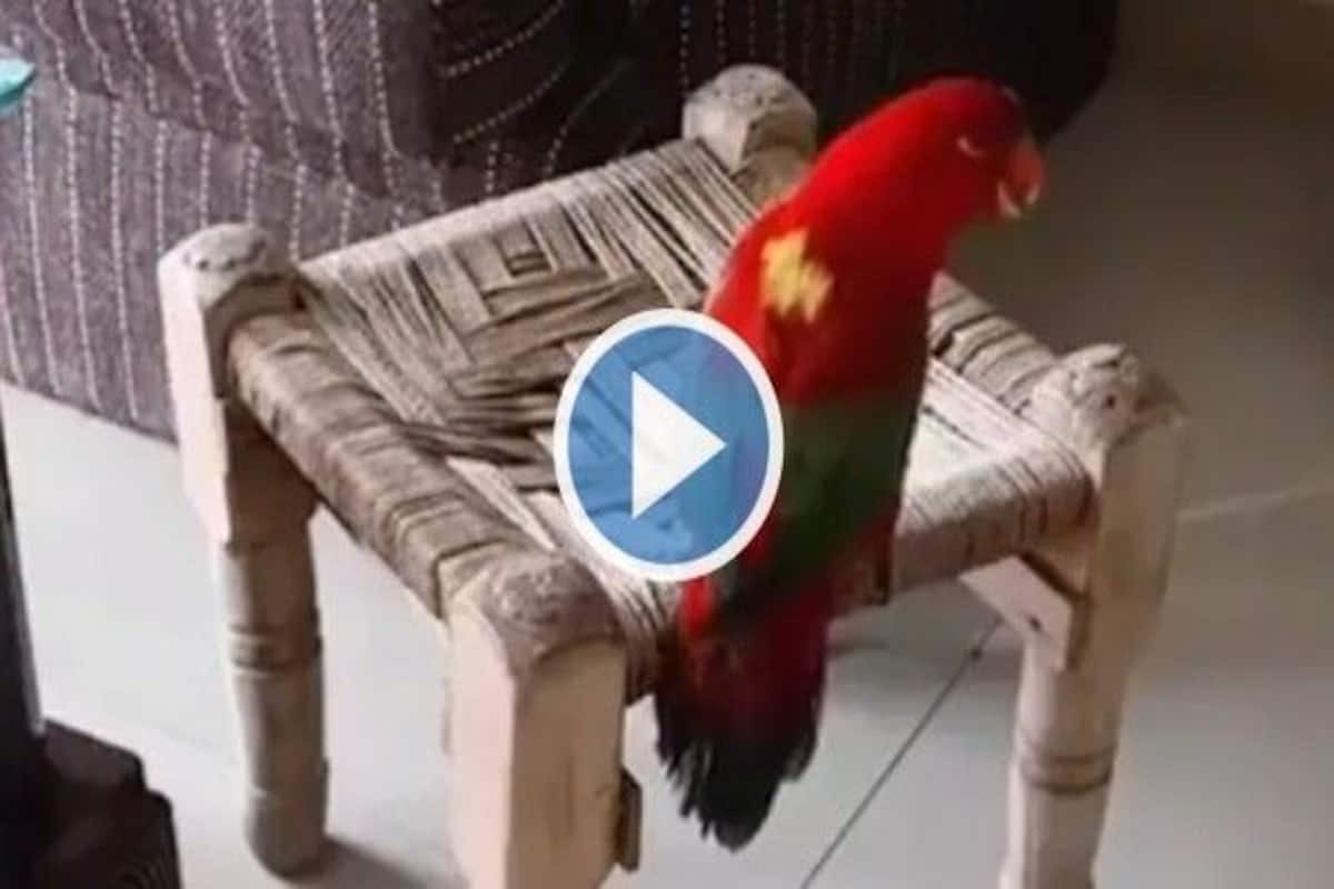 Viral Video: Parrot Talks to Mummy in Hindi, Asks For Chai. Watch