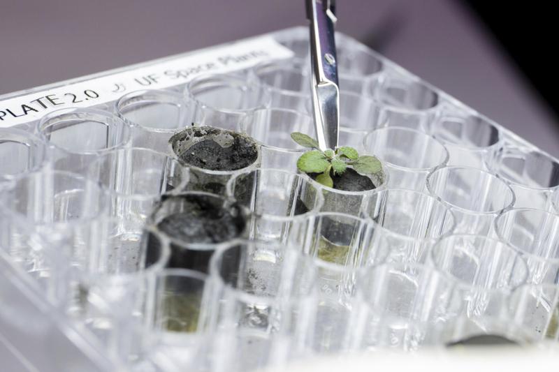 Scientists Successfully Grow Plants In Moon Soil For First Time