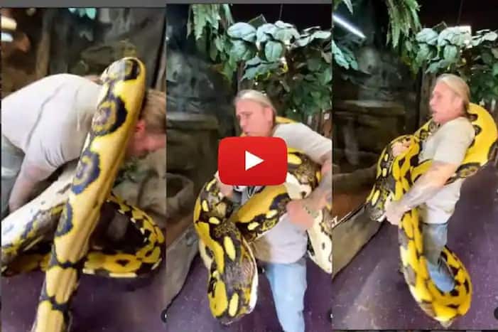 Viral Video: 20-Foot-Long Python Squeezes Its Handler With Force at ...