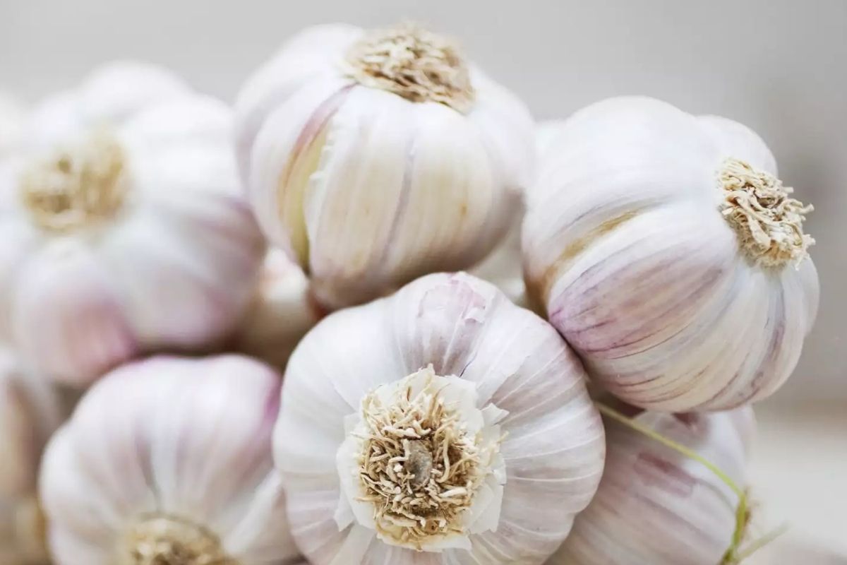 Honey And Garlic Benefits