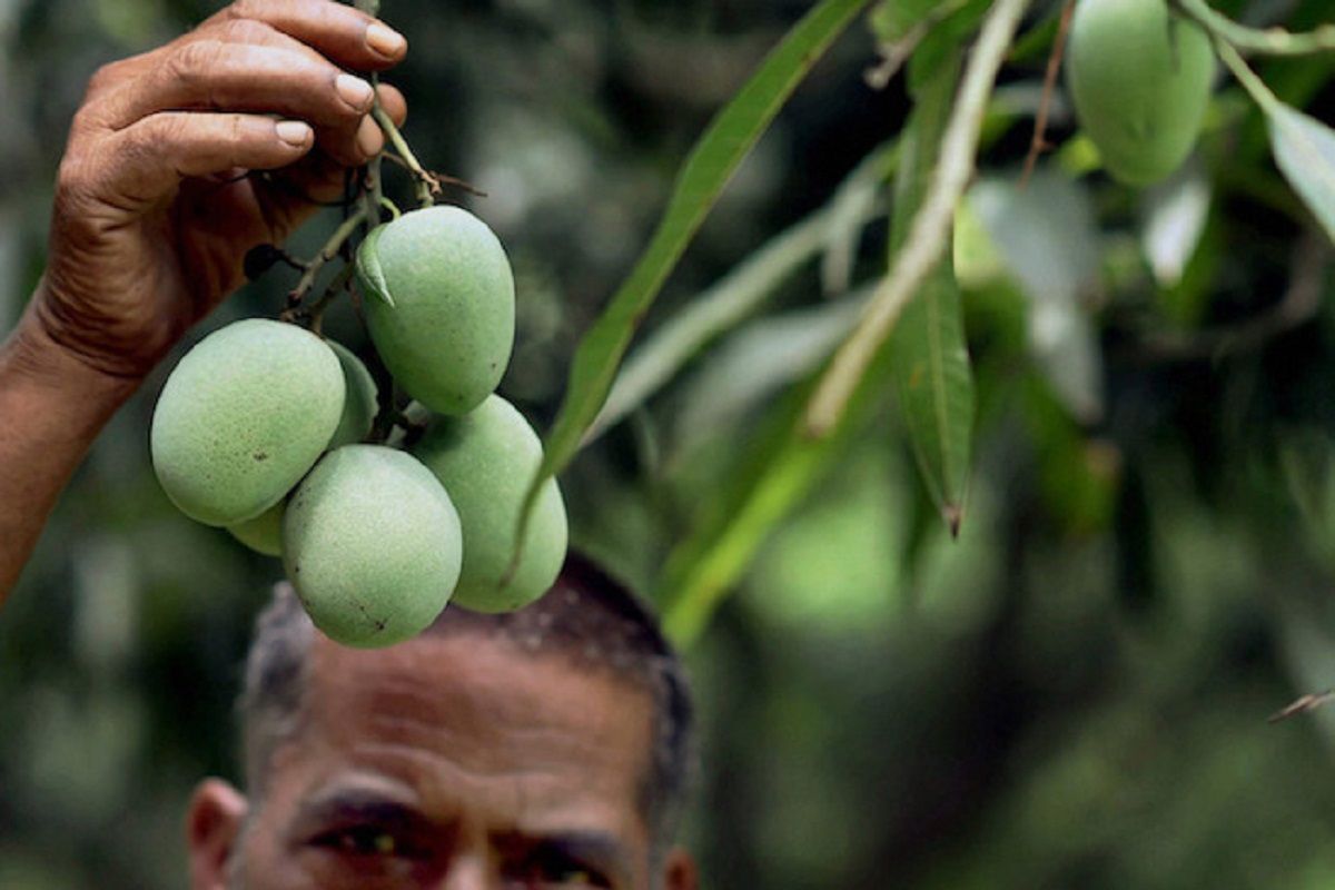 आम खाने के लिए इस बार जेब ज्यादा ढीली करनी होगी, जानें क्यों बढ़ें हैं ...