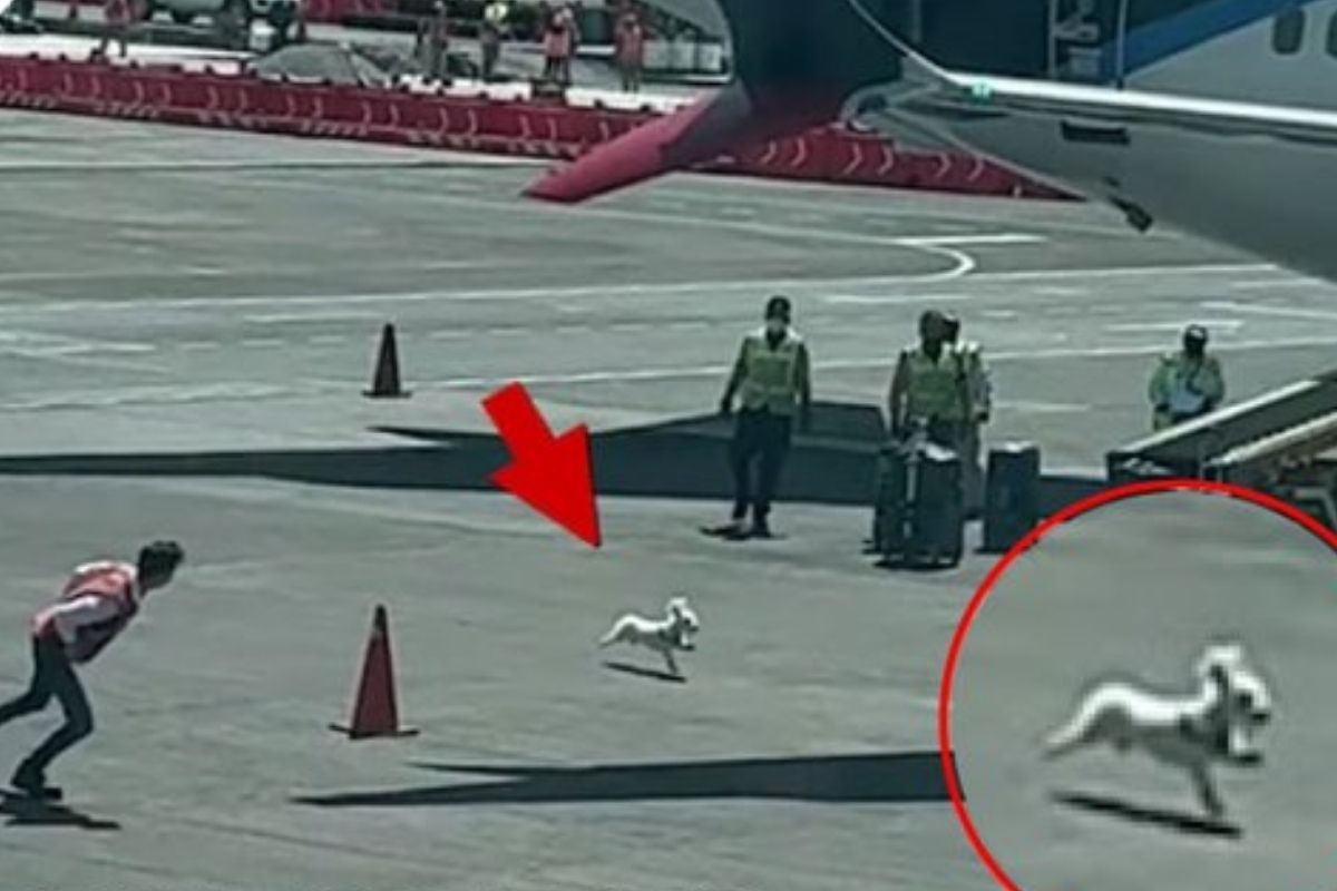 Viral Video: Puppy Escapes Baggage, Takes Airport Officials On A Chase ...