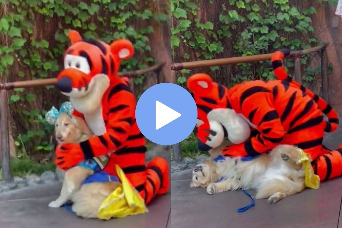 Viral Video: Dog Meets Favourite Cartoon Character at Disneyland, Her  Reaction is Too Cute to Miss. Watch