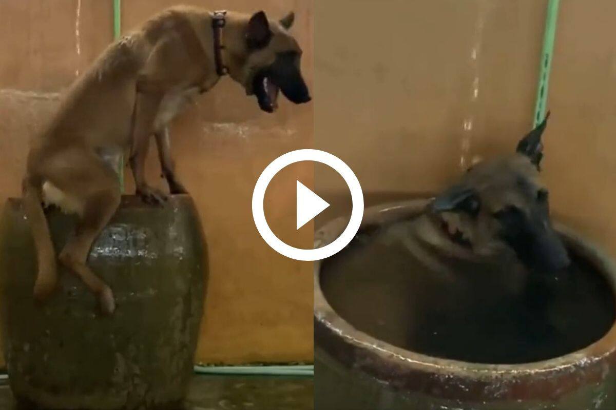 Viral Video: Dog Takes a Dip in Thanda Thanda Paani on Hot Summer Day. Watch