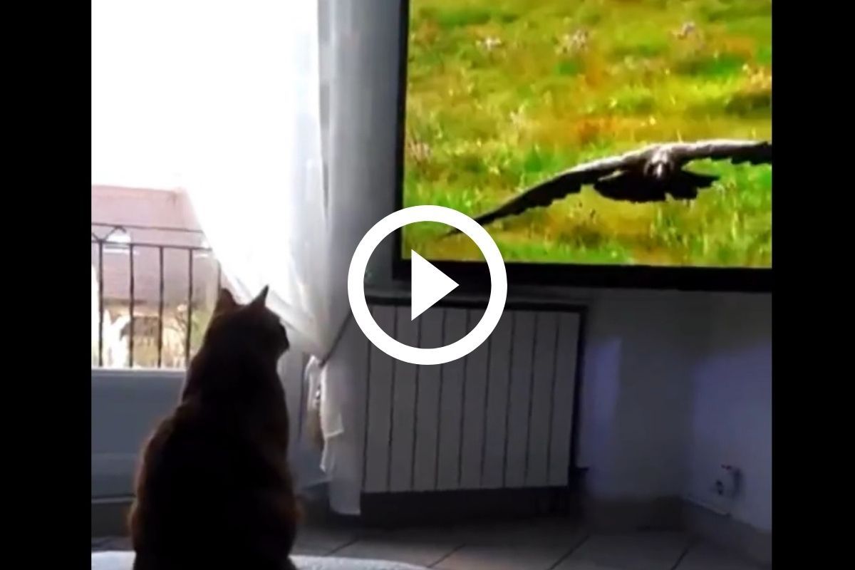 Viral Video Cat Gets Scared By Seeing Vulture Flying Towards It