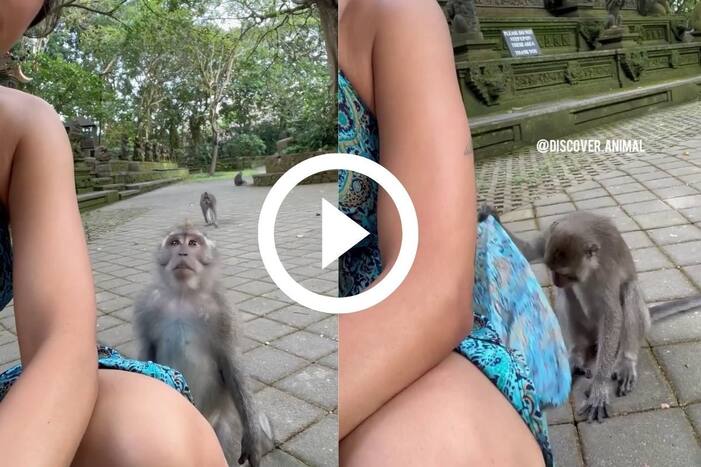 Viral Video: Naughty Monkey Lifts Woman's Dress, She Swats His Hand Away. Watch