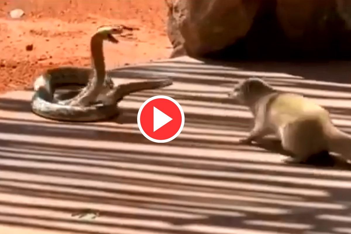 mongoose fighting a snake