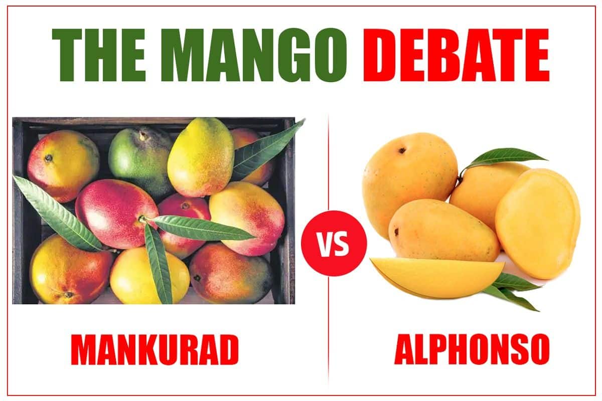 Mankurado Which Mango Better, Have Your Say