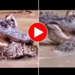 Viral Video: Alligator Tries To Bite Python Into Two Pieces, Watch What Happens Next