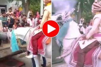 Viral Video Today: बारात लेकर निकलने ही वाला था दूल्हा तभी किसी ने घोड़ी को छेड़ दिया, फिर जो हो गया हंसी नहीं रुकेगी- देखें वीडियो Viral Video Today: बारात लेकर निकलने ही वाला था दूल्हा तभी किसी ने घोड़ी को छेड़ दिया, फिर जो हो गया हंसी नहीं रुकेगी- देखें वीडियो