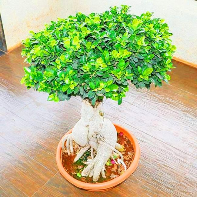 Vastu Tips 5 Plants That You Should Avoid Keeping at Home