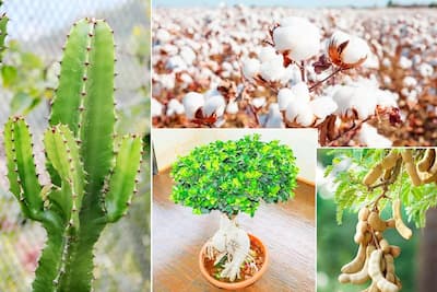 ferm living plant box gnstig Plant Box: Round