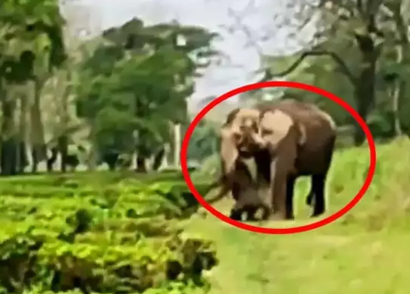 Mother Elephant Along With Her Herd Carries Body of Dead Calf For 2 Days,  Refuses to Let It Go