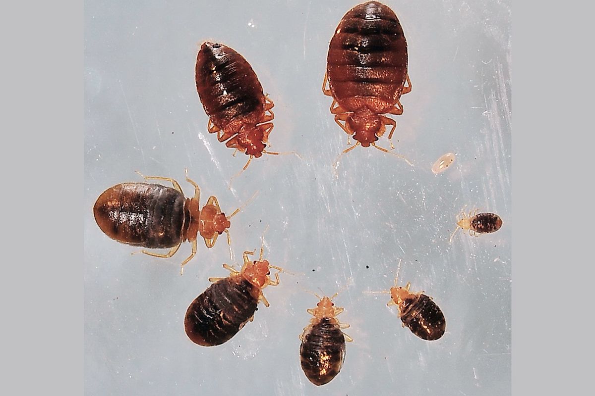 Khatbul Insect क्या आपके घर में खटमल हो गए हैं, यहां जानें कैसे इन छिपे दुश्मनों से ...