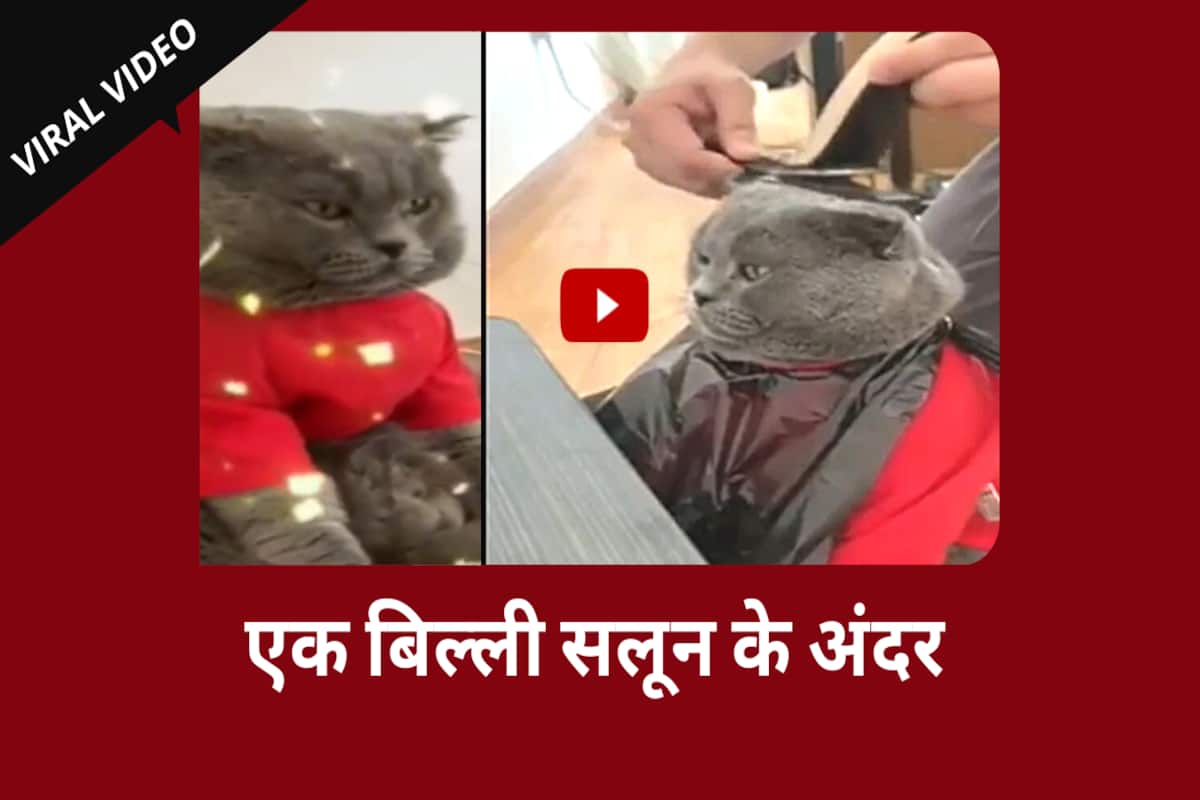 Billi ke jokes video best sale