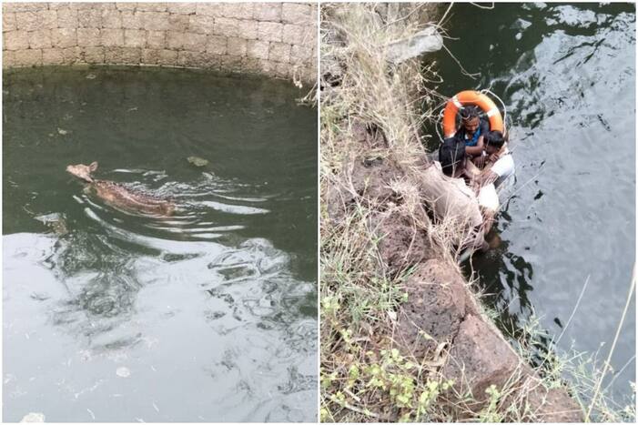 2-Year-Old Deer Rescued by Forest Officials After It Fell Into Open Well in Coimbatore