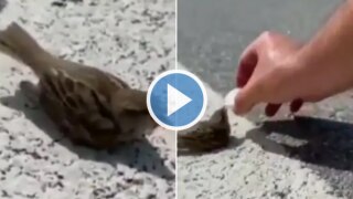 Viral Video: Man Offers Water to Thirsty Sparrow, Internet Touched By His Kindness | Watch