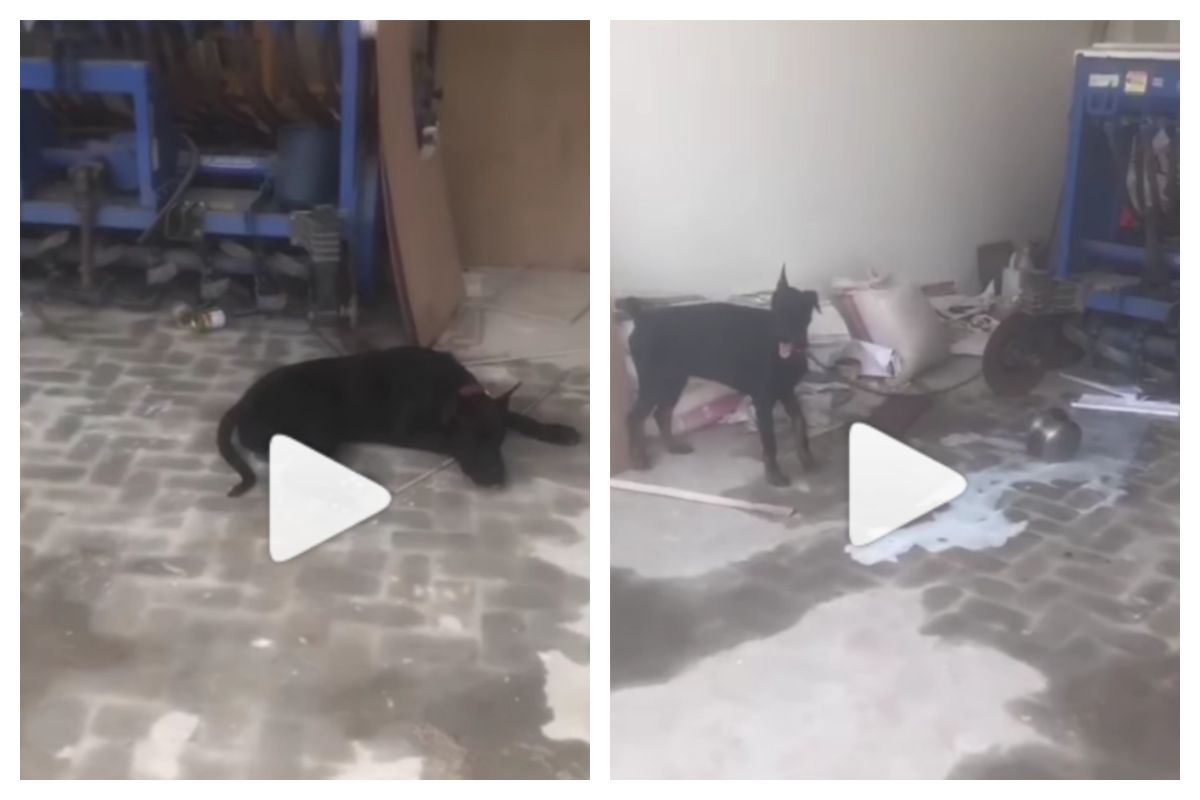 Sidhu Moosewala's Pet Dogs Heartbroken After His Death, Refuse to Eat Food