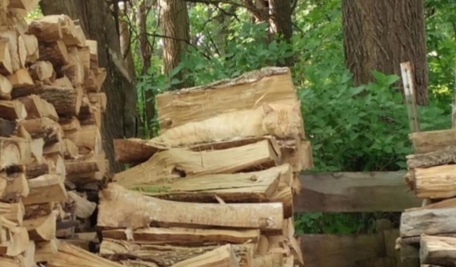 Can You Spot The Sleeping Cat Hidden in The Pile of Wood