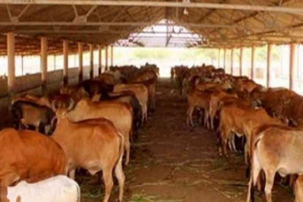 बाड़मेर जिले की गौशालाओं में गायों को खिलाने के लिए चारे की किल्लत, इस वजह से 4 गुना बढ़े चारे के दाम