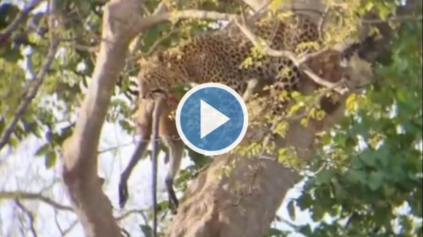 Leopard Hunts & Kills Monkey on Tree at Panna Tiger Reserve, Video Will Give You Chills