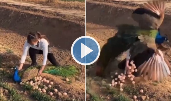 Girl Tries to Steal Peacocks' Eggs, Bird Teaches Her A Lesson