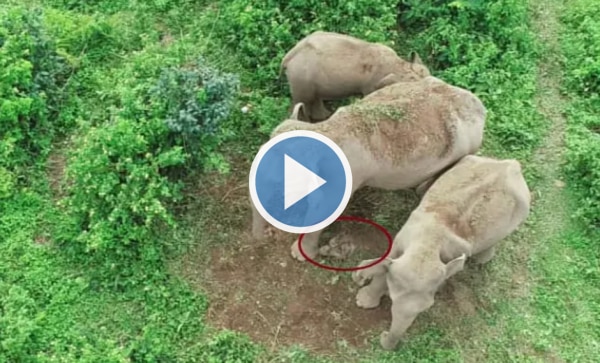Mother Elephant Along With Her Herd Carries Body of Dead Calf For 2 Days, Refuses to Let It Go