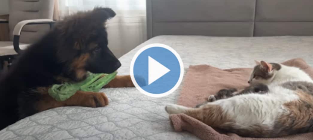 Puppy German Shepherd Meets Kittens For The First Time