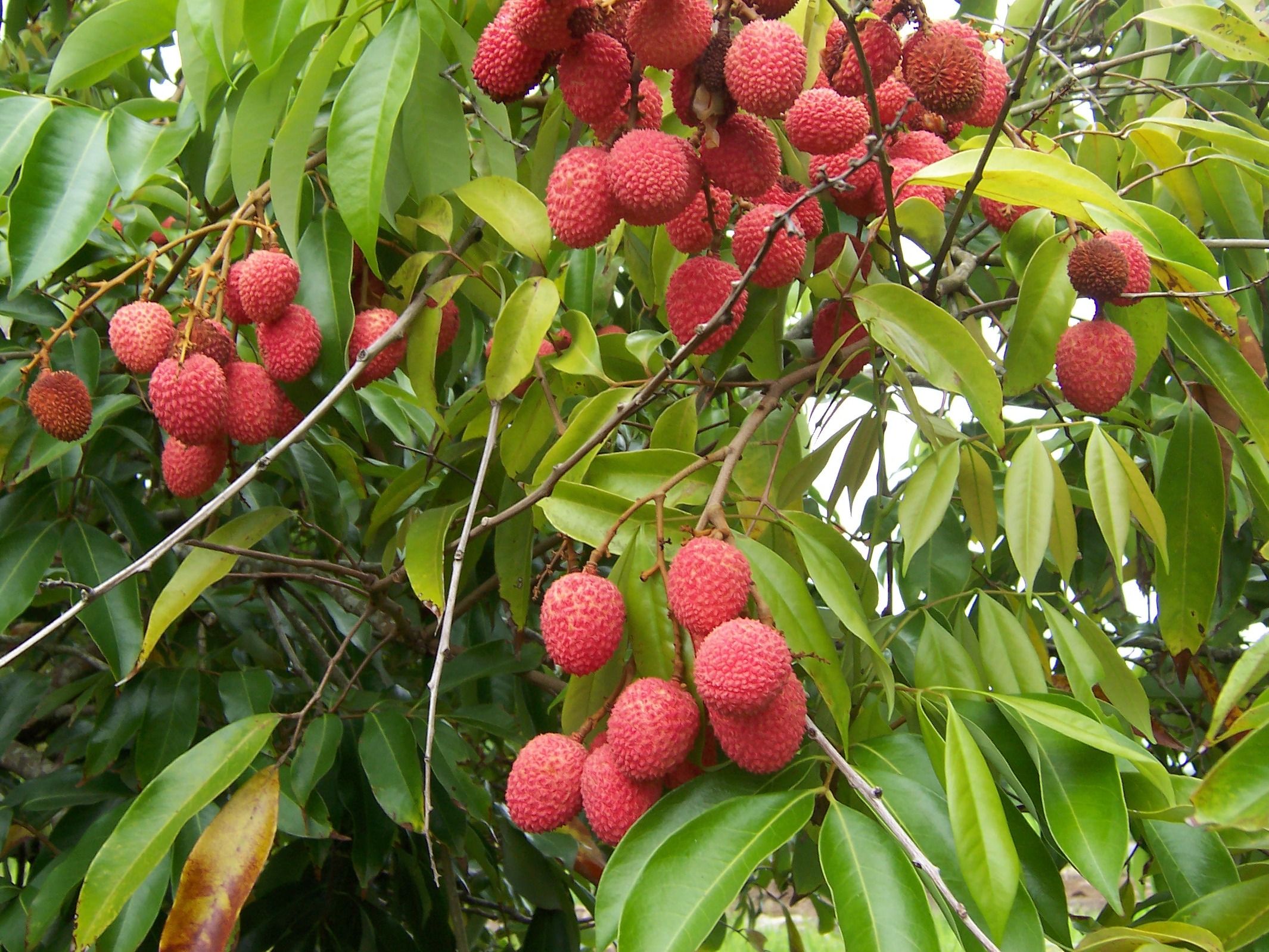 Litchi fruit