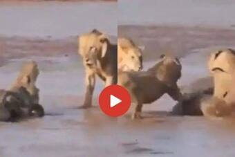 Viral Video: Crocodile Surrounded By 3 Hungry Lions Fights Furiously For  His Life. Watch