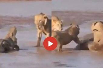 Viral Video: Crocodile Surrounded By 3 Hungry Lions Fights Furiously For His Life. Watch Viral Video: Crocodile Surrounded By 3 Hungry Lions Fights Furiously For His Life. Watch