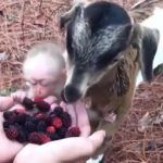 Viral Video: Man Holds Out Berries, Goat Comes Running From Forest With Baby Monkey. Watch