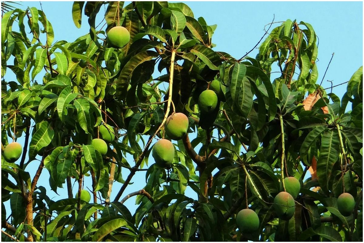 Mango Lovers, Prepare To Get Your Sweet Tooth Satisfied At The Mango