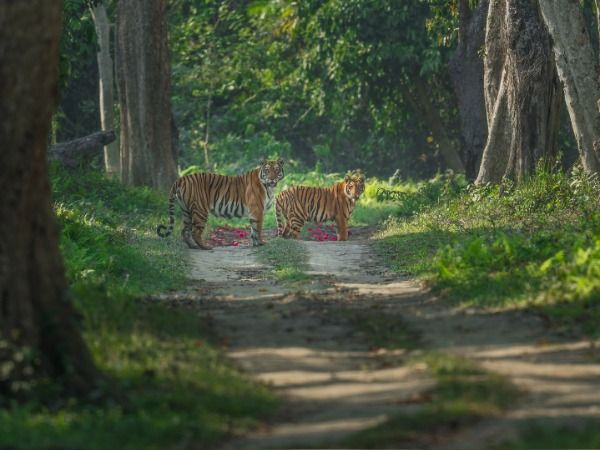 Kaziranga National Park