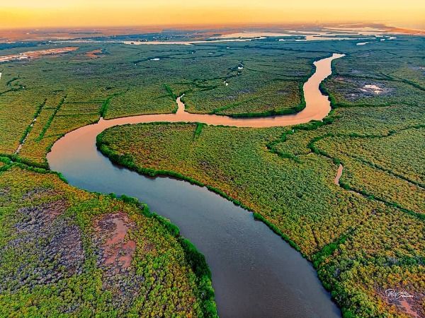 Mangroves Planted At Tamil Nadu's Pichavaram To Act As Barrier Against  Tsunami