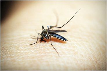 Kerala Sounds Alert After Man Dies Of West Nile Fever. Check Key Symptoms Of Vector-Borne Disease