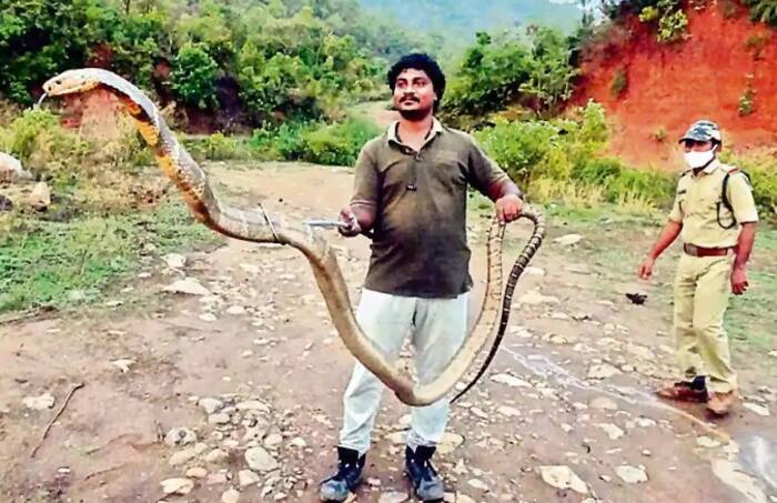 13-Foot King Cobra Spotted in Andhra Palm Oil Plantation, Rescued by ...