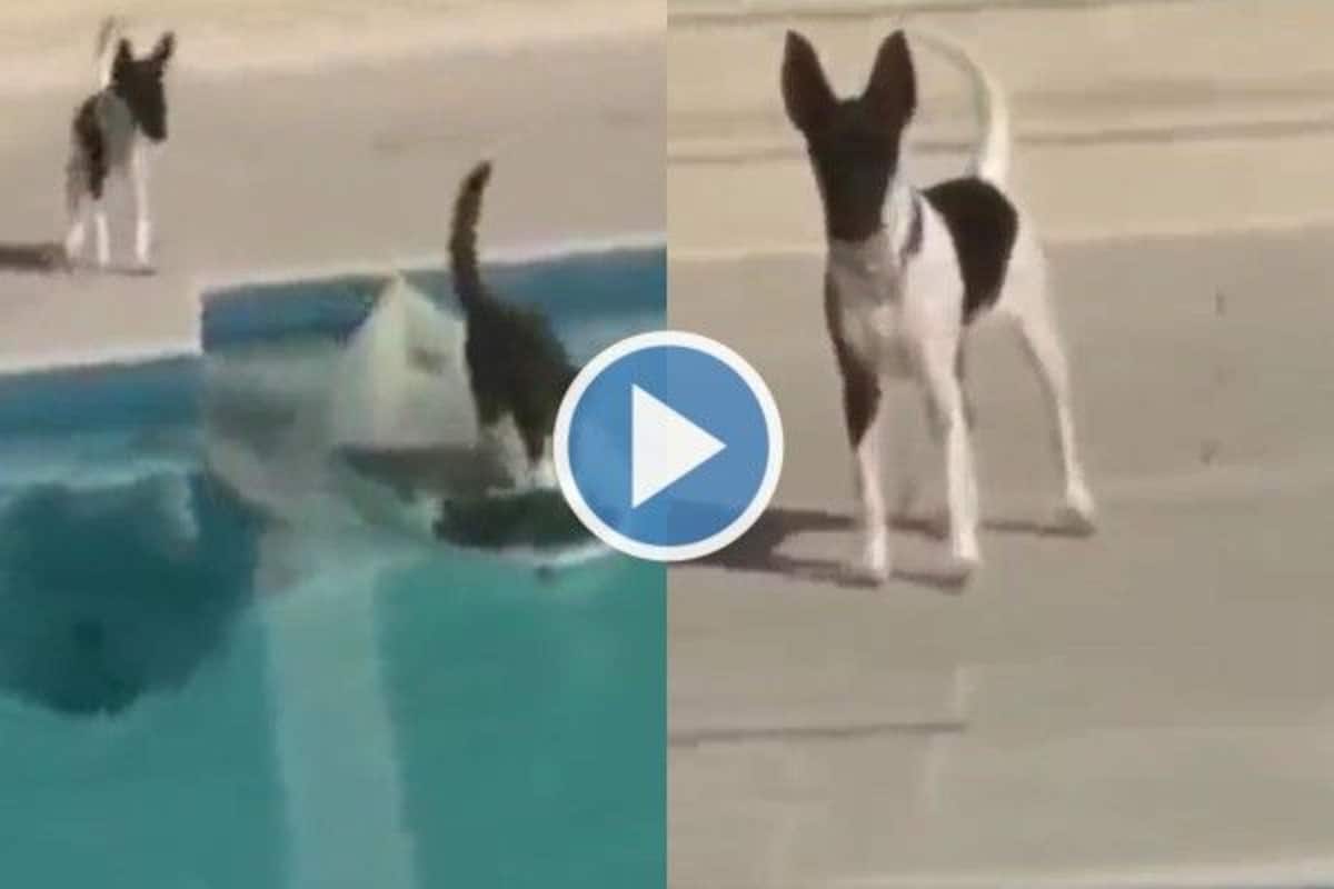 Viral Video: Cat Outsmarts Dog Chasing Her By Using This Genius Trick. Watch Viral Video: Cat Outsmarts Dog Chasing Her By Using This Genius Trick. Watch
