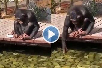 Viral Video: Chimpanzee Feeds Fishes at a Park, Netizens Say OMG So Cute.  Watch