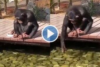 Viral Video: Chimpanzee Feeds Fishes at a Park, Netizens Say OMG So Cute. Watch Viral Video: Chimpanzee Feeds Fishes at a Park, Netizens Say OMG So Cute. Watch