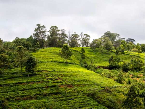 Coonoor, Tamil Nadu