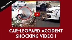 Shocking Viral Video: A Leopard Was Hit By A Car On Busy Highway, People Go Angry On Internet