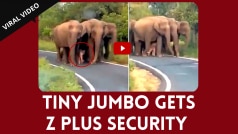 Viral Video: A Tiny Jumbo Is Being Escorted by a Group of Adult Elephants, Netizens in Love With This Video | Watch