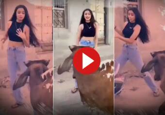 Viral Video: Girl Tries to Record Dance Reel In Front of Bull, Then This Funny Thing Happens | Watch Viral Video: Girl Tries to Record Dance Reel In Front of Bull, Then This Funny Thing Happens | Watch