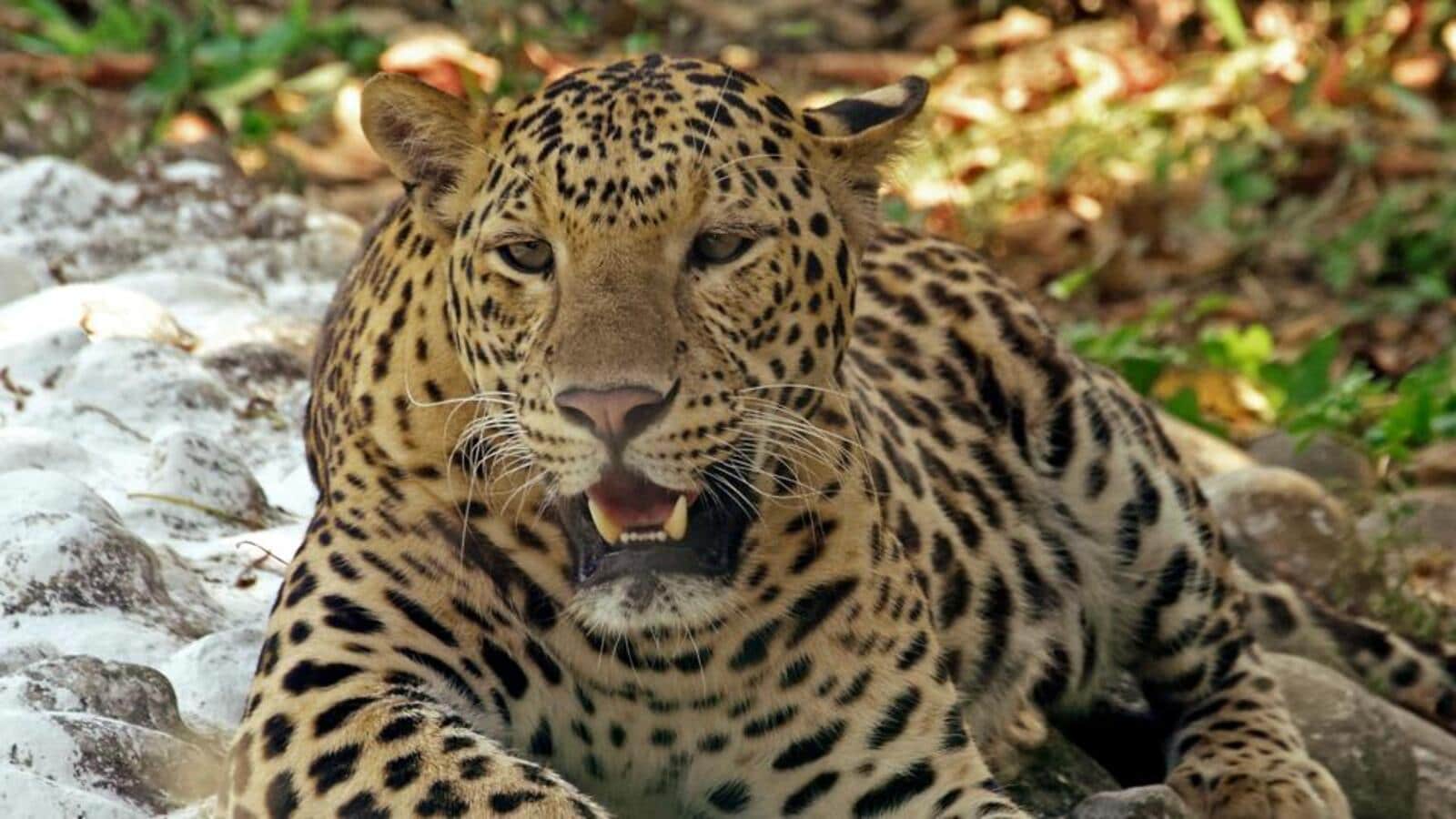 Saddened By Death of Pet Dog, Vadodara Girl Adopts Leopard in Sayajibaug Zoo