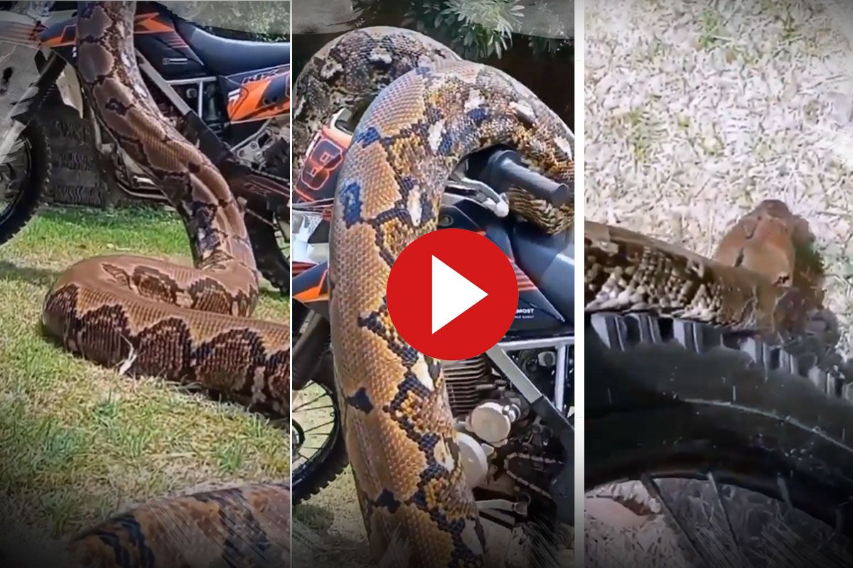 Dangerous python Video