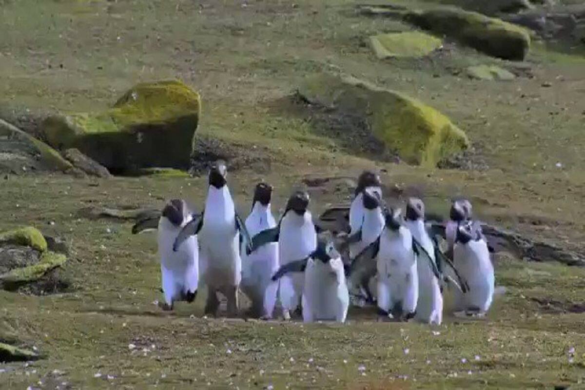 Viral Video: Group of Penguins Chase a Butterfly, Adorable Clip Has 3 Million Views. Watch Viral Video: Group of Penguins Chase a Butterfly, Adorable Clip Has 3 Million Views. Watch